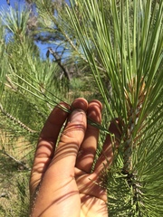 Pinus coulteri