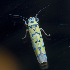 Anatkina annandalei