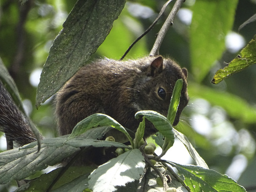 Andean Squirrel