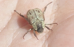 Hoplia dispar