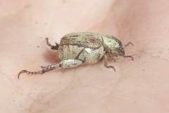 Hoplia dispar