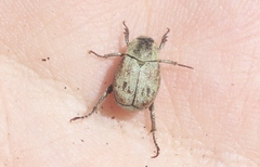 Hoplia dispar