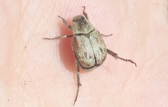 Hoplia dispar