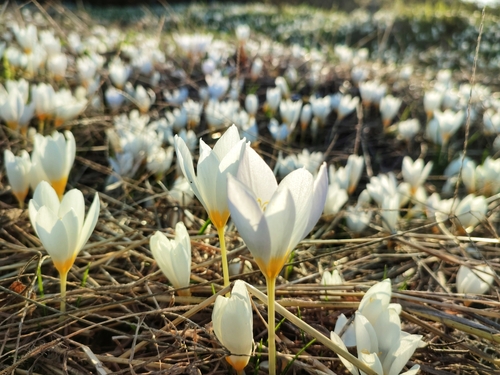 Crocus caspius, photograph 4