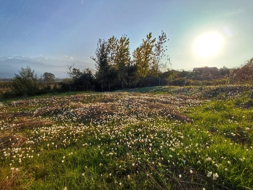 Crocus caspius, photograph 5
