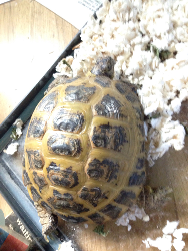 Testudo horsfieldii