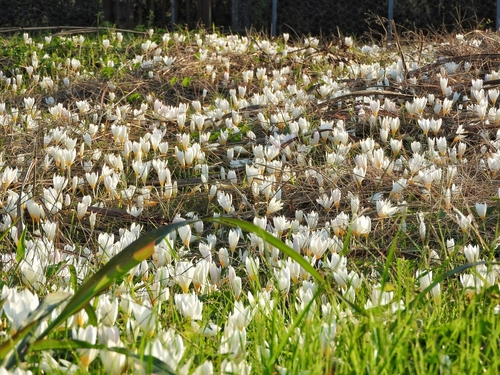 Crocus caspius, photograph 6