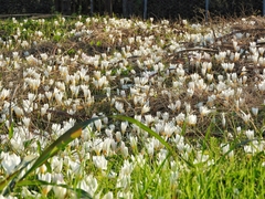 Crocus caspius, photograph (c) Emad Tahaei, some rights reserved (CC BY)