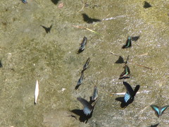 Graphium doson postianus