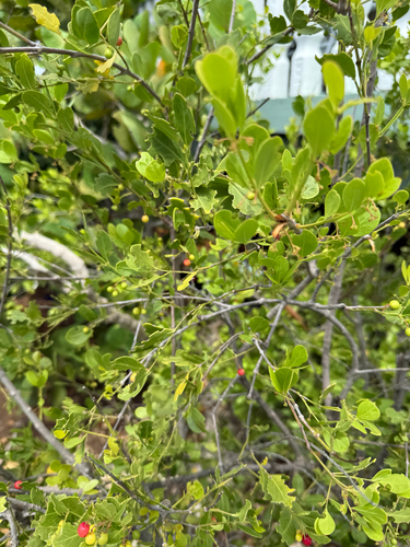 Image of Crossopetalum rhacoma by (c) Carrie Seltzer, some rights reserved (CC BY)