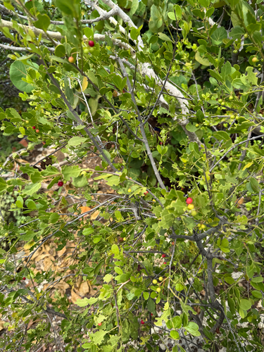 Image of Crossopetalum rhacoma by (c) Carrie Seltzer, some rights reserved (CC BY)