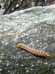 Anisota virginiensis