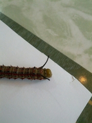 Anisota virginiensis