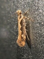 Ornativalva erubescens