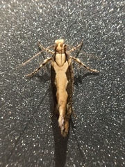 Ornativalva erubescens