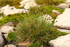 Carex nigricans