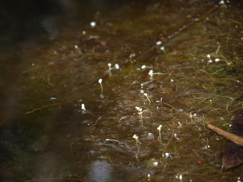 piedmont bladderwort (Utricularia olivacea)