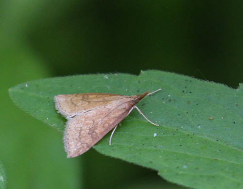 Celery Leaftier Moth, 3201 Plaza del Amo, Torrance, CA 90503, USA, photo 9 of 10