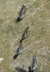 Graphium doson postianus