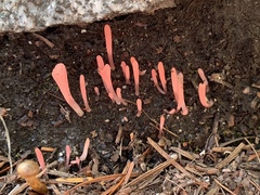 Clavaria rosea