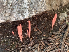 Clavaria rosea