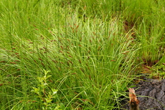 Carex exsiccata