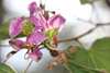 Chihuahuan Orchid Tree - Photo (c) conabio_bancodeimagenes, some rights reserved (CC BY-NC-ND), uploaded by conabio_bancodeimagenes