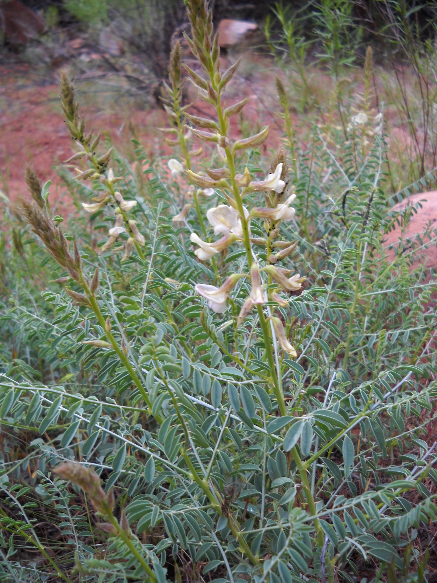 Peteria thompsoniae S.Watson