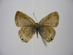 Anthene livida stempfferi