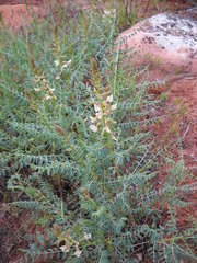 Peteria thompsoniae