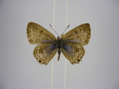 Anthene livida stempfferi