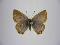 Anthene livida stempfferi