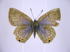 Anthene livida stempfferi