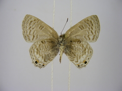 Anthene livida stempfferi