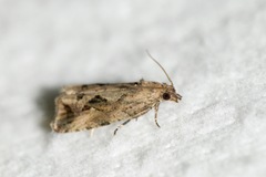 Endothenia nubilana