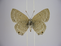 Anthene livida stempfferi