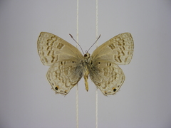 Anthene livida stempfferi