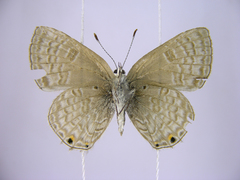 Anthene livida stempfferi