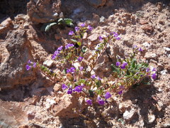 Phacelia pulchella