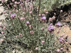 Monardella linoides sierrae