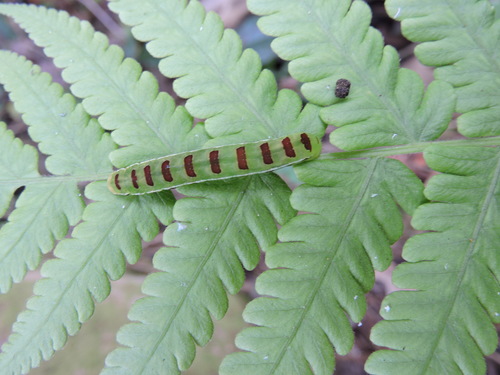 Florida Fern Moth