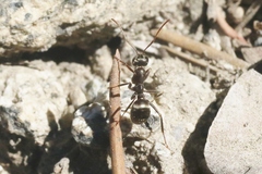 Formica argentea