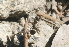 Formica argentea