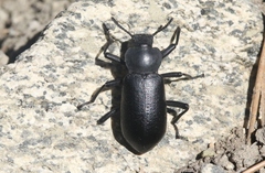 Iphthiminus