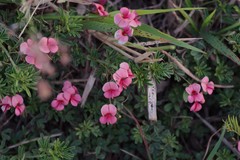 Indigofera punctata