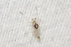 Coelotanypus concinnus