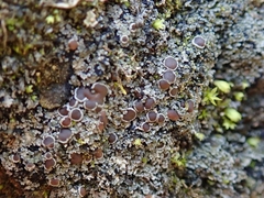 Fuscopannaria subimmixta