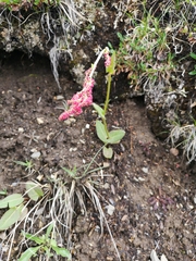 Rumex lapponicus