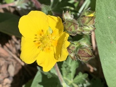 Potentilla breweri