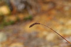 Carex micropoda